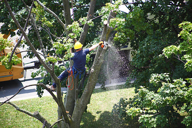 Best Tree Removal  in Cheswick, PA